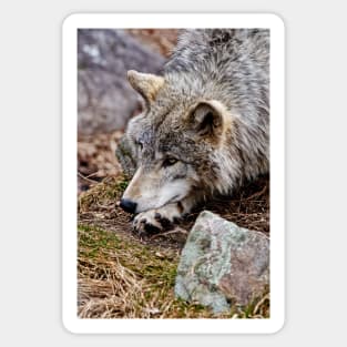 Timber Wolf Sticker